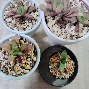 ハオルチア,青雲の舞,チャイナドレス,エメラルドフラッシュ？,多肉植物の画像