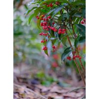 マンリョウ,広い庭の画像