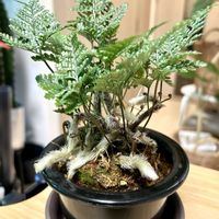 トキワシノブ,シダ植物,インドアグリーン,ジャングル,あけましておめでとう！の画像