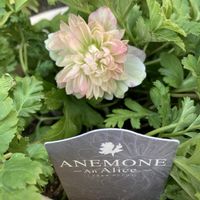 アネモネ,八重咲き　アネモネ,アネモネ・アンアリス,花のある暮らし,アネモネ大好きの画像
