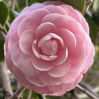 ツバキ,ツバキ,ヤブツバキ,常緑低木,ピンクの花の画像