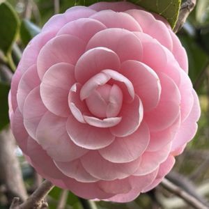 ツバキ,ツバキ,ヤブツバキ,常緑低木,ピンクの花の画像