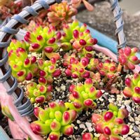 乙女心,ルビーティント,いつも心に太陽を,多肉もお花も大好き❤️,小さな庭の画像