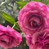 サボテン,お花大好き♡,キッチン,家庭菜園,ベランダの画像