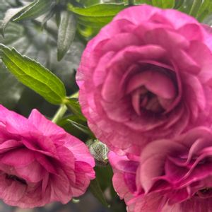 サボテン,お花大好き♡,キッチン,家庭菜園,ベランダの画像