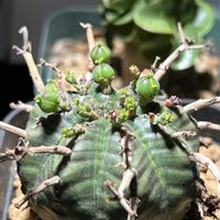 オベサ,オベサ,オベサ,バリダ,バリダの画像