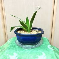 サンセベリア,観葉植物,夢物語工房,サンセベリア・ハニーバニー♪,穏やかな安らぎと癒しの画像
