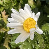 花壇,お出かけ先で,有楽公園の画像