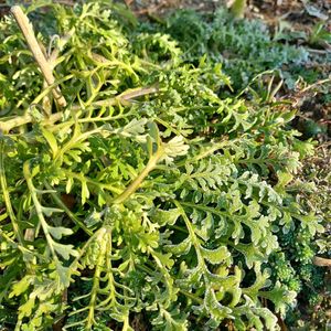 サクラソウ,ネモフィラ,マーガレット,寄せ植え,ネメ シアの画像