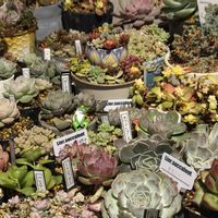 多肉植物,ドライフラワー,多肉小屋,紅葉多肉の画像