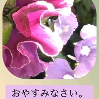 パンジー,スマホ撮影,今日も笑顔で♡,いつもありがとう❤️,今を生きるの画像