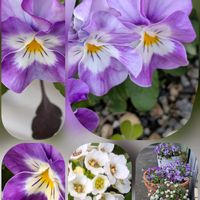 アリッサム,シクラメン,パンジー・ビオラ,ローダンセマム,ビオラの画像