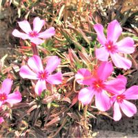 シバザクラ,芝桜,可愛らしい,花探し散歩の画像