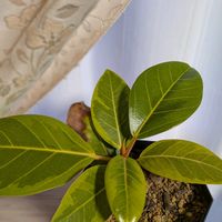 フィカス・アルテシマ,観葉植物,葉挿し,挿し木,熱帯植物の画像