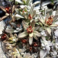 月兎耳,多肉植物,多肉寄せ植え,カランコエ属,癒しの画像