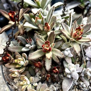 月兎耳,多肉植物,多肉寄せ植え,カランコエ属,癒しの画像