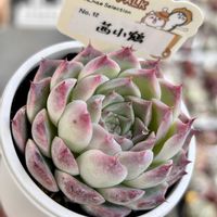 エケベリア,紅手鞠,茜小鶴,多肉植物,エケベリア属の画像