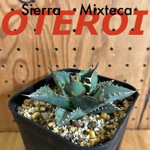 アガベ・オテロイ,実生の画像