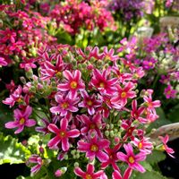 サクラソウ,ガーデニング,お花の画像