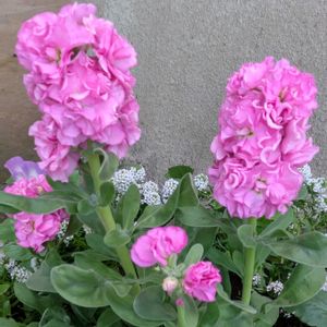 アリッサム,ストック,ストック,寄せ植え,アブラナ科の画像