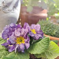 プリムラ　ジュリアン,プリムラジュリアン ゼブラ,バルコニー/ベランダ,ベランダの画像