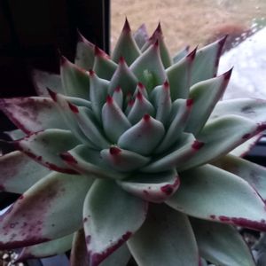 銀月,エボニー,多肉植物,エケベリア属,セネシオ属の画像