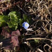 オオイヌノフグリ,山野草の画像