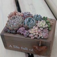 寄せ植えの画像