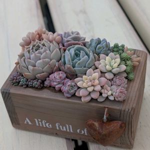 寄せ植えの画像