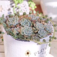 七福美尼（しちふくびに）,多肉植物,葉挿し,可愛い,癒しの画像