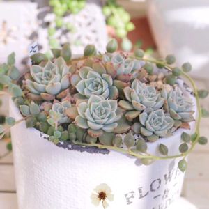 七福美尼（しちふくびに）,多肉植物,葉挿し,可愛い,癒しの画像