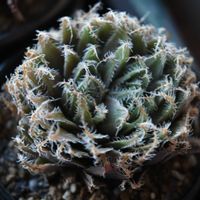 アラクノイデア　,多肉植物,ハオルチア属,植中毒,レース系の画像