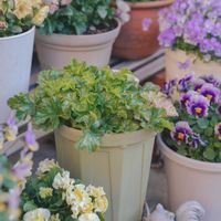 ヒューケラ,ヒューケラスノーウィーパンキー,ヒューケラ　ウィンターベリー,ハルディン,PRの画像