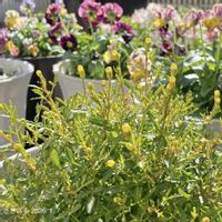 タゲテス・ゴールドメダル,タゲテス・ゴールドメダル,PR,ガーデニング初心者,PWの画像