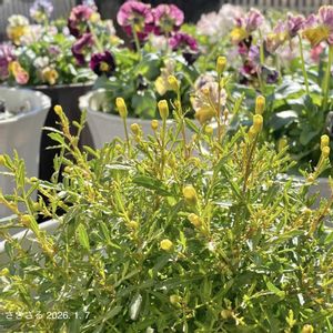 タゲテス・ゴールドメダル,タゲテス・ゴールドメダル,PR,ガーデニング初心者,PWの画像