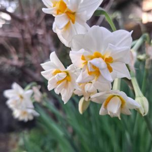 ヒヤシンス,ヒナソウ,ヒナソウ,ヒヤシンス 水耕栽培,八重咲きスイセンの画像