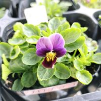 ビオラ,ベランダガーデン,種まきっ子,種まき,花のある暮らしの画像