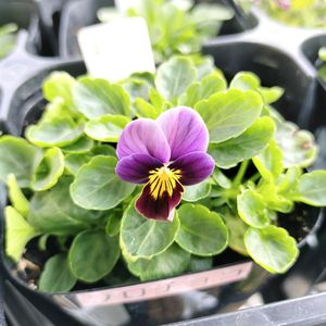 ビオラ,ベランダガーデン,種まきっ子,種まき,花のある暮らしの画像