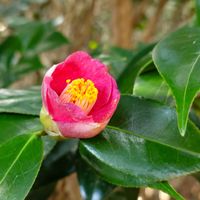 クロガネモチ,ヤブツバキ,アリドオシ,日本固有種,真っ赤な火曜日の画像