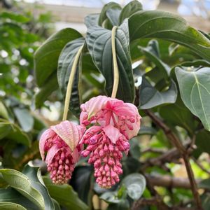 メディニラ マグニフィカ,温室,お出かけ先の画像