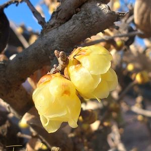 ロウバイ,蝋梅,落葉低木,花のある暮らし,緑のある暮らしの画像
