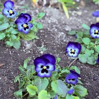 パンジー,お出かけ先の画像
