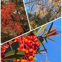センダン,ピラカンサ,あきらめないで‼️,青い空,ご近所の公園♪の画像
