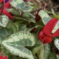 クリスマスローズ,シクラメン,プリムラ,イリア,エケベリア ネオン ブレーカーズの画像