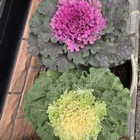 ハボタンの画像