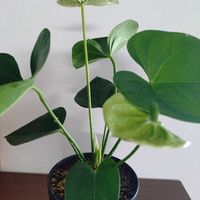 アンスリウム,リビング・ダイニングの画像