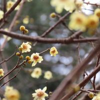 ロウバイ,ロウバイ,蝋梅,蝋梅,ソシンロウバイ(素心蝋梅)の画像