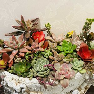 カランコエ,セダム,ルビーネックレス,朧月,春萌の画像