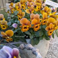 ビオラ,ビオラ ブロンズライラック,ビオラ・パンジー,お花のある暮らし,お花に癒されての画像