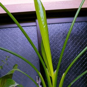 ストレリチア,祈る震災復興,観葉植物,花のある暮らし,緑のある暮らしの画像